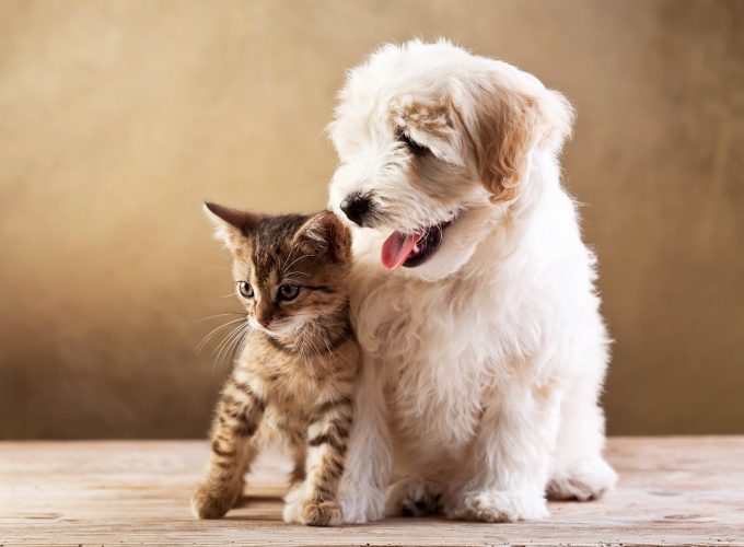 Wallpaper puppy, kitten, funny animals, 5k, Animals 923142248